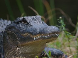 Florida_2007-2008-067